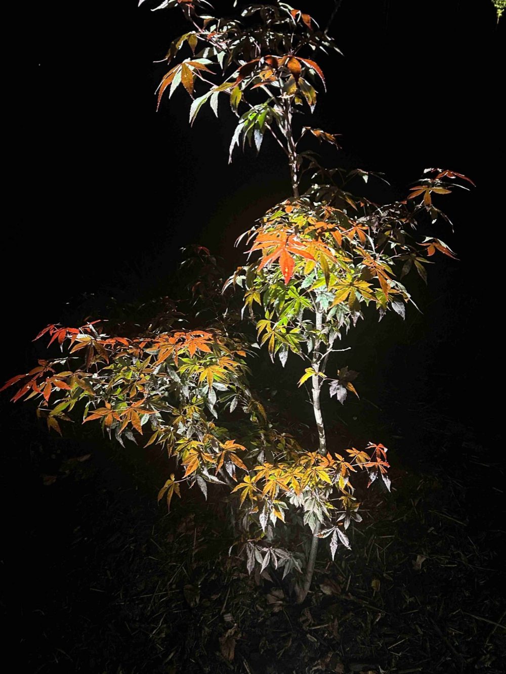 A Japanese maple uplit at night, its autumn leaves glowing, by Evening Glow